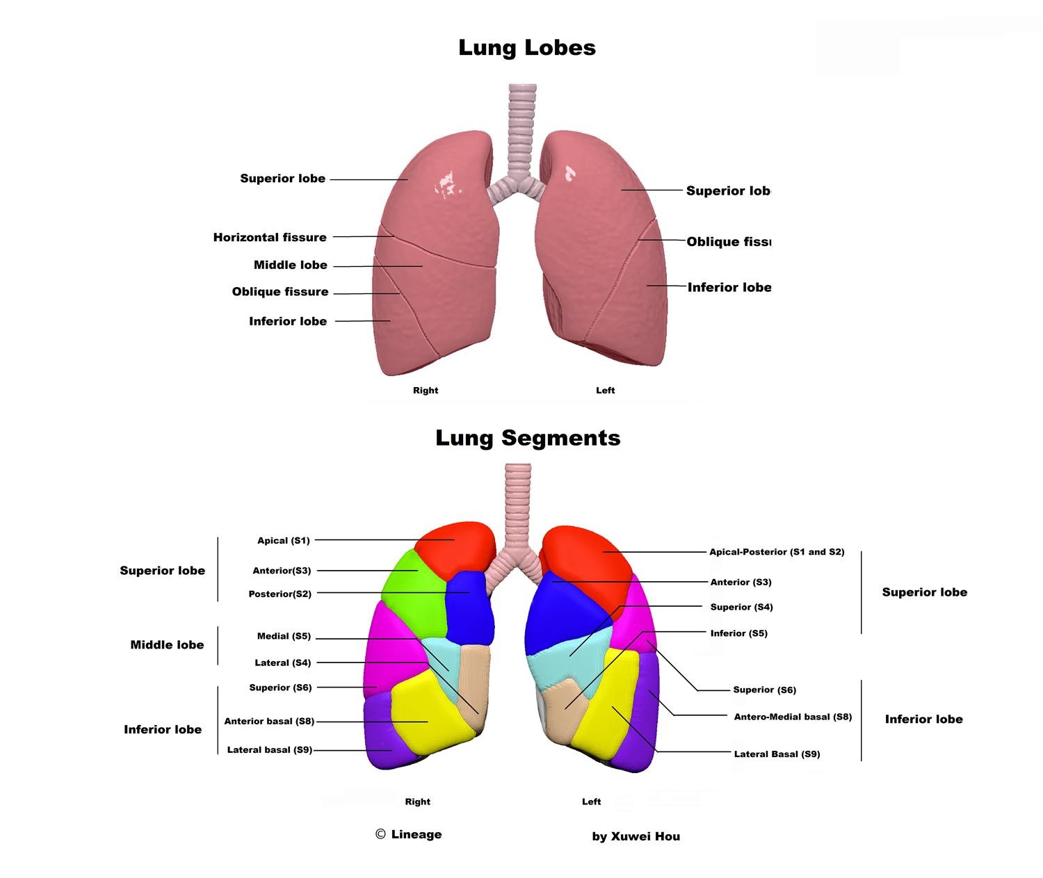 Figure 1: The lung segments can be standardized (left lung: 7 segments; right lung: 8 segments). However, patient-specific variations often occur.